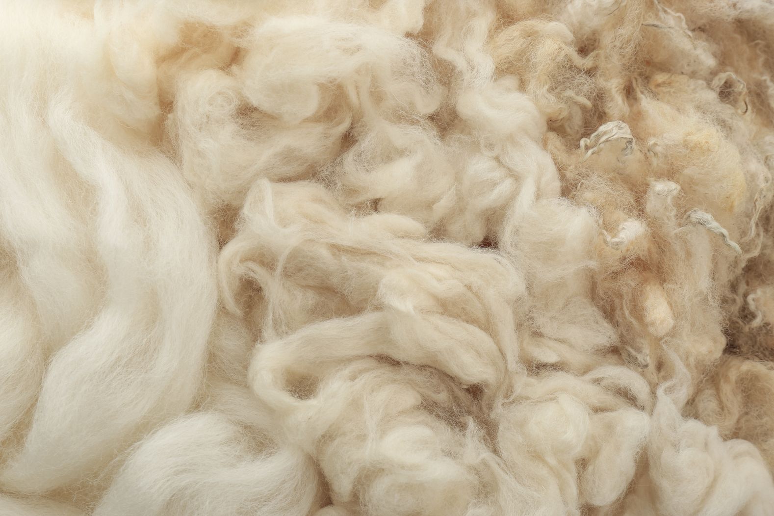 Laine de mouton vierge pour vêtements